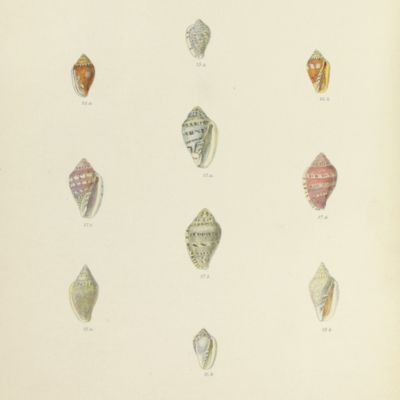 Conchologia Iconica. Monograph of the genus <em>Marginella.</em>