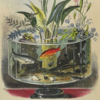 Ocean and river gardens: a history of the marine and fresh-water aquaria, with the best methods for their establishment and preservation. With twenty coloured plates from life. Part I. Ocean gardens. Part II. River gardens. [Complete].