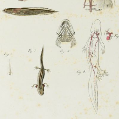 image for Descrizione anatomica degli organi della circolazione delle larve delle salamandre acquitiche.