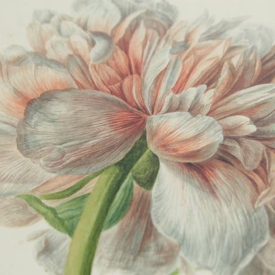 [18th-century floral design - Peony]