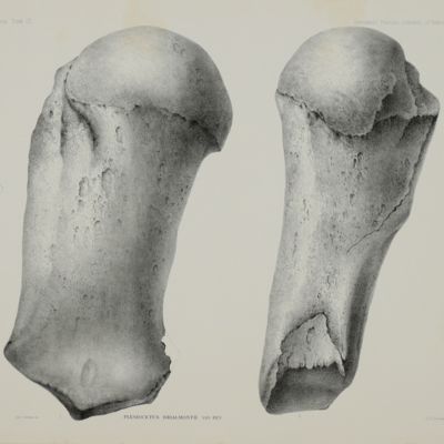 Description des ossements fossiles des environs d'Anvers. Quatrième partie (planches). Cétacés genre: <em>Plesiocetus</em>.