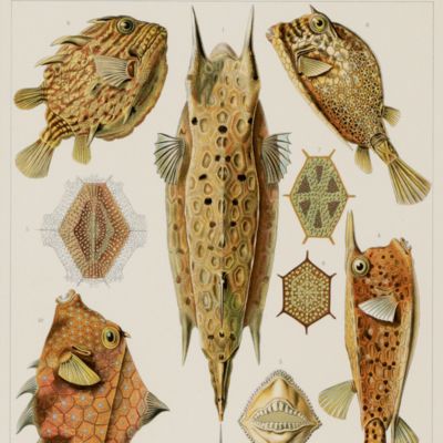 Kunstformen der Natur. Plate 42. <em>Ostracion</em> - Ostraciontes - Kofferfische [Trunkfish].