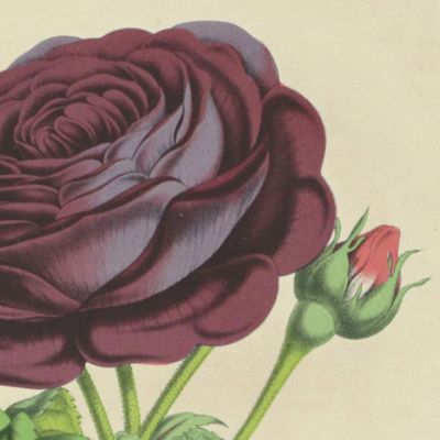 image for Rose André Leroy (d'Angers) [from La Belgique horticole. Journal des serres et des vergers].