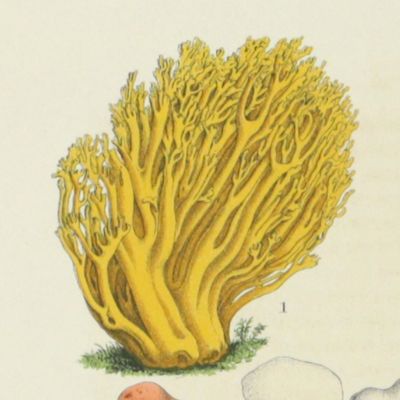 image for Clavaires and other mushrooms [from La Belgique horticole. Journal des serres et des vergers].