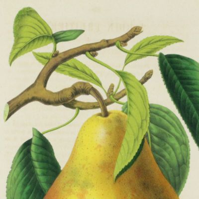Beurré Sterckmans [Pear from La Belgique horticole. Journal des serres et des vergers].