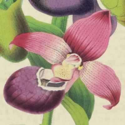 <em>Cypripedium hirintissimum Hooker, and <em>C. macranthum</em> Swartz [Orchids from La Belgique horticole. Journal des serres et des vergers].</em>