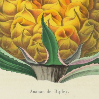 Ananas de Ripley [Pine apple from La Belgique horticole. Journal des serres et des vergers].