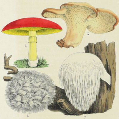 image for Agarie and other mushrooms [from La Belgique horticole. Journal des serres et des vergers].