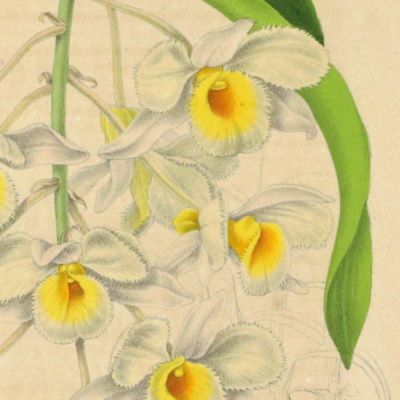 <em>Dendrobium farmeriPaxt. <em></em>[Orchid from La Belgique horticole. Journal des serres et des vergers].</em>