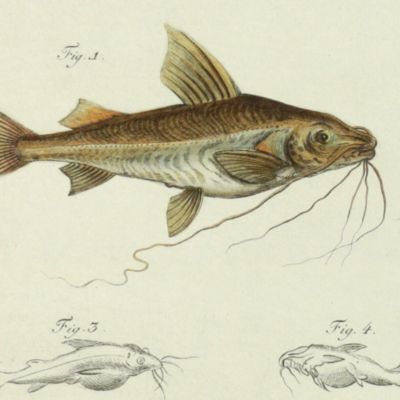 Allgemeine Naturgeschichte der Fische - Naturgeschichte der ausländischen Fische. Plate XXXV, <em>Silurus clarias</em>/Der Langbart [AND] <em>Silurus ascita</em>/Der Platzbauch.