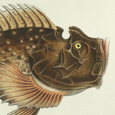 Allgemeine Naturgeschichte der Fische - Naturgeschichte der ausländischen Fische. Plate CLXXXIII, <em>Scorpaena Horrida</em>/Der Zauberfish/La Pythonishe [Estuarine stonefish].