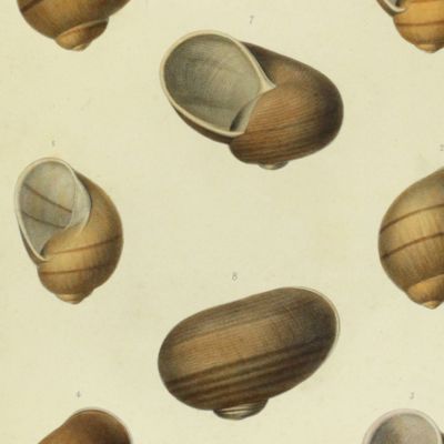 Histoire physique, naturelle et politique de Madagascar, published by Grandidier: Mollusques. Plate 1, <em>Helix Goudotiana</em>.
