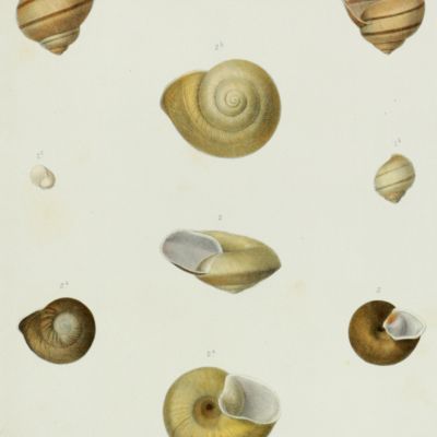 Histoire physique, naturelle et politique de Madagascar, published by Grandidier: Mollusques. Plate 4, <em>Helix echinophora</em>.