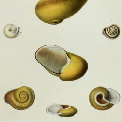 Histoire physique, naturelle et politique de Madagascar, published by Grandidier: Mollusques. Plate 5, <em>Helix souverbiana</em>.