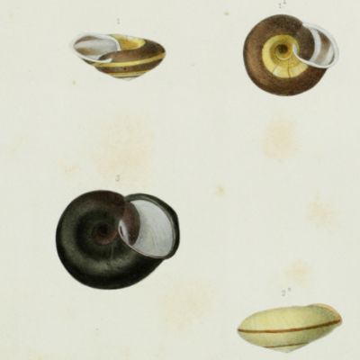 Histoire physique, naturelle et politique de Madagascar, published by Grandidier: Mollusques. Plate 7, <em>Helix lancula</em>.