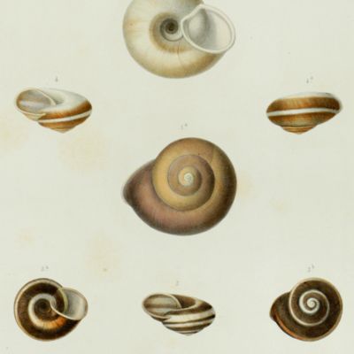 image for Histoire physique, naturelle et politique de Madagascar, published by Grandidier: Mollusques. Plate 8, <em>Helix clotho</em>.