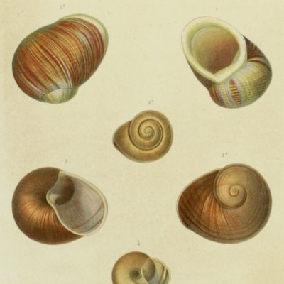 Histoire physique, naturelle et politique de Madagascar, published by Grandidier: Mollusques. Plate 9, <em>Helix gloriosa</em>.