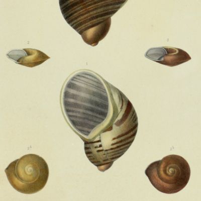 Histoire physique, naturelle et politique de Madagascar, published by Grandidier: Mollusques. Plate 11, <em>Helix subsepulcralis</em>.