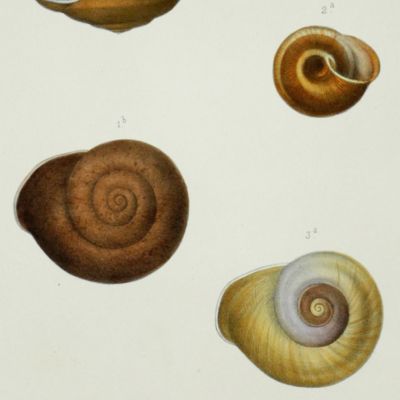 Histoire physique, naturelle et politique de Madagascar, published by Grandidier: Mollusques. Plate 12, <em>Helix lanx</em> var. ß.