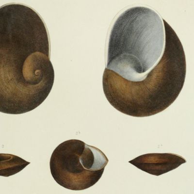 image for Histoire physique, naturelle et politique de Madagascar, published by Grandidier: Mollusques. Plate 13, <em>Helix</em> ( <em>Eurycratera</em>) <em>ibaraoensis.</em>