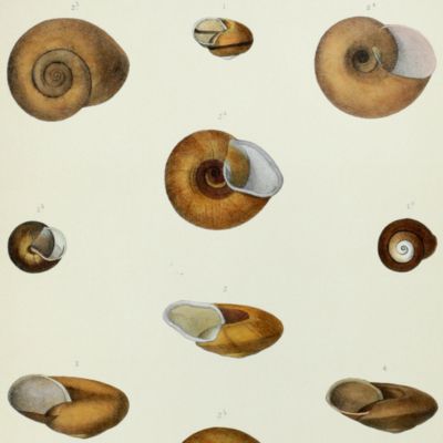 Histoire physique, naturelle et politique de Madagascar, published by Grandidier: Mollusques. Plate 14, <em>Helix cerina</em>.