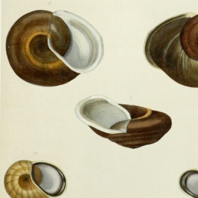 Histoire physique, naturelle et politique de Madagascar, published by Grandidier: Mollusques. Plate 15, <em>Helix</em> ( <em>Ampelita</em>) <em>eurychila</em>.