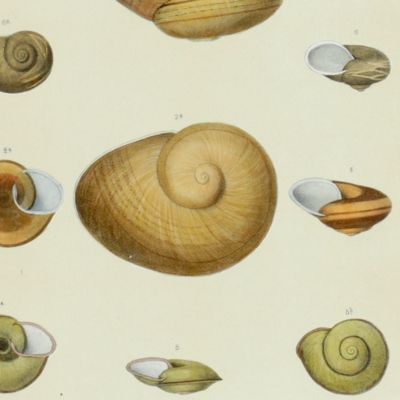 Histoire physique, naturelle et politique de Madagascar, published by Grandidier: Mollusques. Plate 16, <em>Nanina cleamesi</em>.