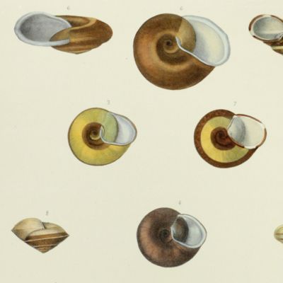 Histoire physique, naturelle et politique de Madagascar, published by Grandidier: Mollusques. Plate 17, <em>Nanina ikongoensis</em>.