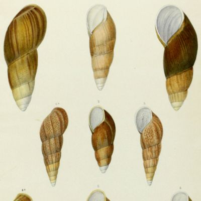Histoire physique, naturelle et politique de Madagascar, published by Grandidier: Mollusques. Plate 22, <em>Clavator eximius</em>.