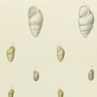 Histoire physique, naturelle et politique de Madagascar, published by Grandidier: Mollusques. Plate 23, <em>Succinea striata</em>.