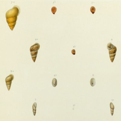 image for Histoire physique, naturelle et politique de Madagascar, published by Grandidier: Mollusques. Plate 24, <em>Opeas gracilis</em>.