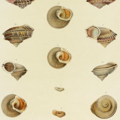 Histoire physique, naturelle et politique de Madagascar, published by Grandidier: Mollusques. Plate 26, <em>Cyclostoma occlusum</em>.