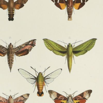 Novitates Zoologicae. A Journal of Zoology. Volume I, Plate V, [Walter Rothschild's Sphingidae].