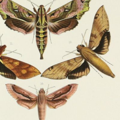 Novitates Zoologicae. A Journal of Zoology. Volume I, Plate VI, [Walter Rothschild's Sphingidae].