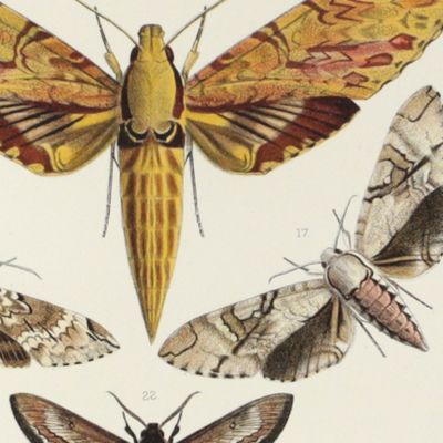 image for Novitates Zoologicae. A Journal of Zoology. Volume I, Plate VII, [Walter Rothschild's Sphingidae].