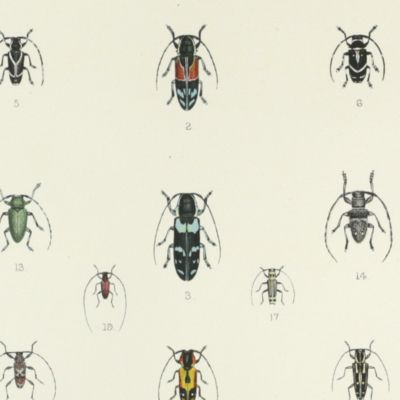 image for Novitates Zoologicae. A Journal of Zoology. Volume I, Plate X, [African longicorns].