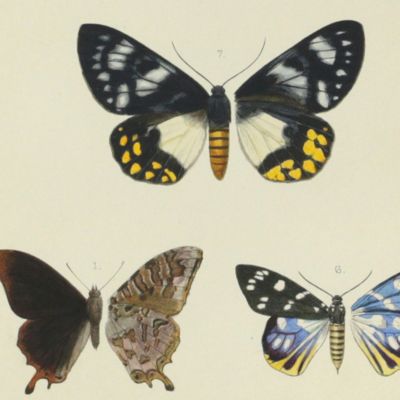 image for Novitates Zoologicae. A Journal of Zoology. Volume VII, Plate V, [Walter Rothschild's Sphingidae].