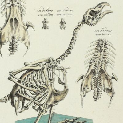 Vorstellungen allerley Thiere mit ihren Gerippe. Plate XVII, Ein Sceletirter Kuer-Hahn [AND] von aüssen [AND] von innen.