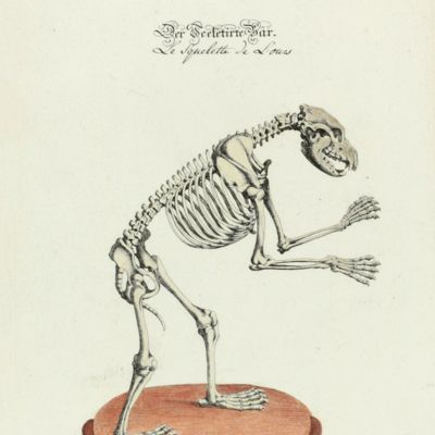 Vorstellungen allerley Thiere mit ihren Gerippe. Plate XXVII, Der Sceletirte Bär.