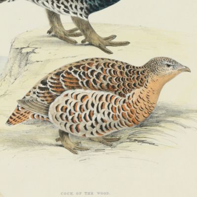 Bird plates. Cock of the wood, <em>Tetrao urogallus</em> Linn (male & female).