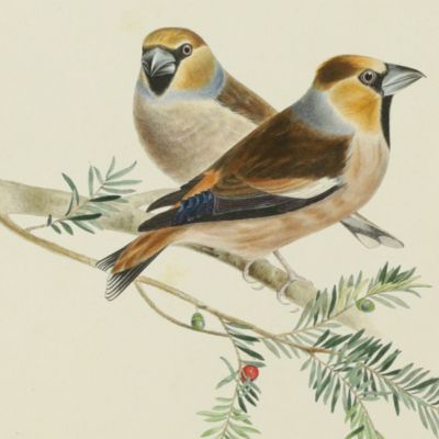 Bird plates. Hawfinch, <em>Coccothraustes vulgaris</em> Fleming (male & female).