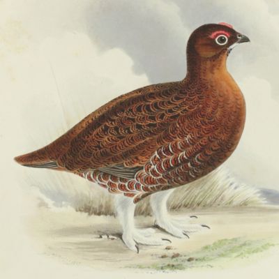 Bird plates. Red grouse (male), <em>Tetrao scoticus</em> Lath.