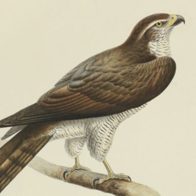 Bird plates. Goshawk, <em>Astur palumbarius</em> Bechst. (adult male).