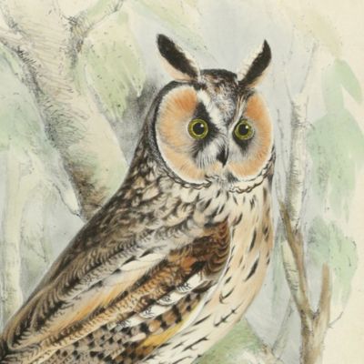 Bird plates. Long-eared owl, <em>Otus vulgaris</em> Flem.
