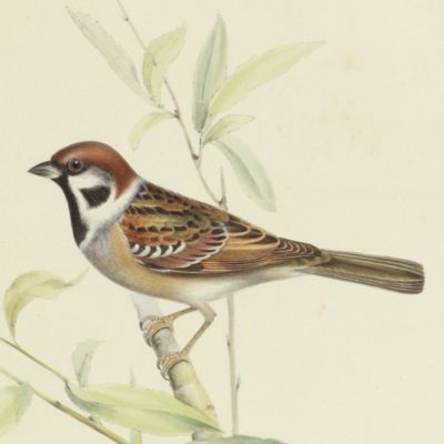 image for Bird plates. Tree sparrow, <em>Passer montanus</em> (Ray.).