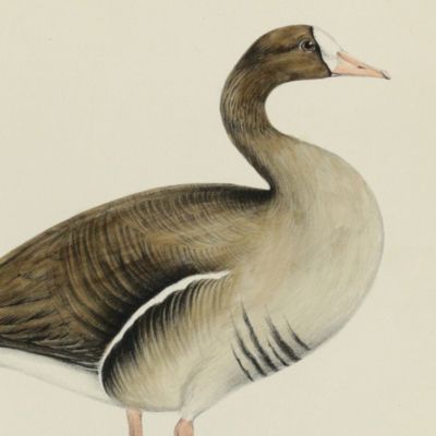 Bird plates. White-fronted goose, <em>Anser albifrons</em> Steph.