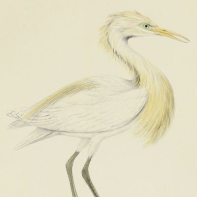 Bird plates. Buff-Backed heron, <em>Ardea russala</em> Wagter.