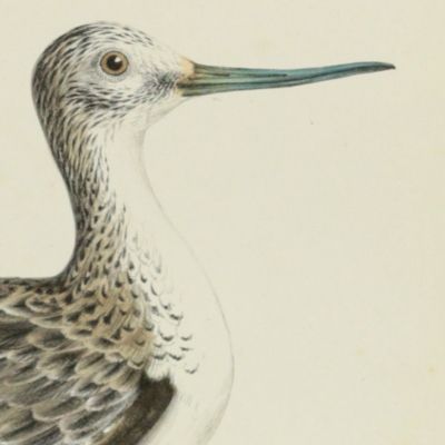image for Bird plates. Greenshank, <em>Totanus glottis</em> Bechst.
