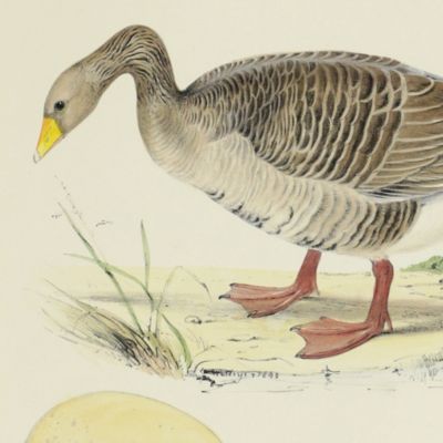Bird plates. Grey-lag wild goose, <em>Anser palutris</em> Flem.