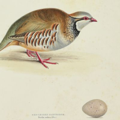 Bird plates. Red-legged partridge, <em>Perdix rubra</em> Bris.<em></em>